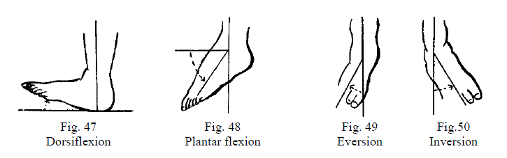 4 Figures Demonstrating Motion of the Ankle and Forefoot
