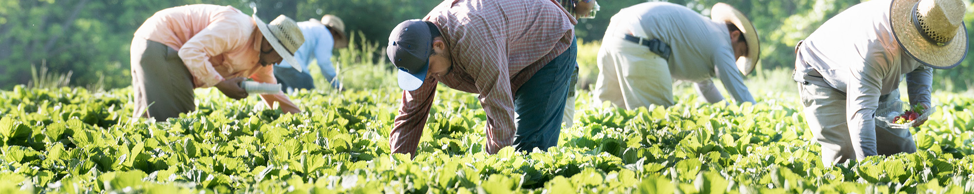 workers picking strawberries